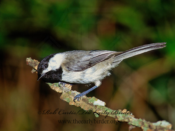 Poecile carolinensis  CAROLINA CHICKADEE 172112z