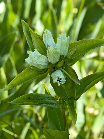 Gentiana flavida  YELLOWISH GENTIAN 5013487z