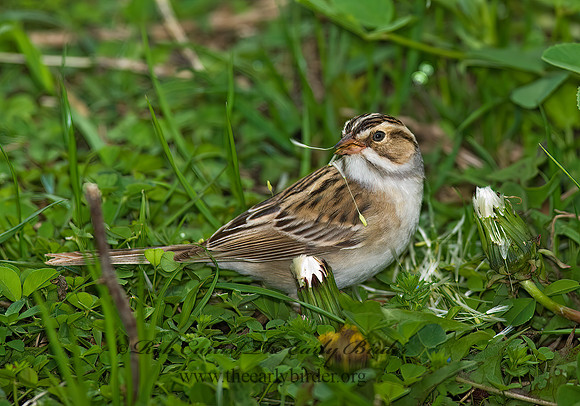 Spizella pallida  CLAY-COLORED SPARROW 8003019z