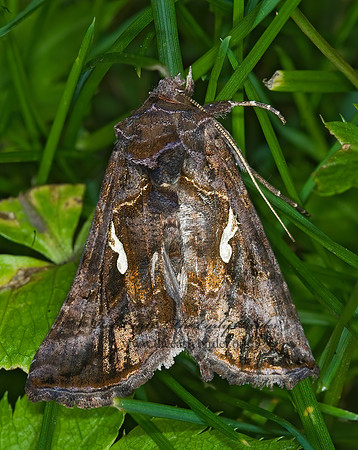 Autographa precationis  COMMON LOOPER MOTH 6008971z