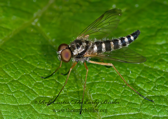Chrysopilus ornatus SNIPE FLY 6006867z