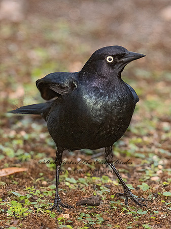 Euphagus cyanocephalus  BREWER'S BLACKBIRD 3029997z