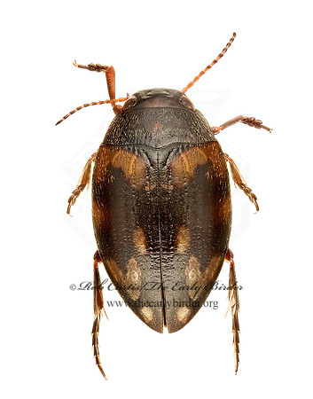 Stictotarsus corvinus 9020496z