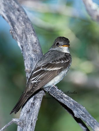 Contopus sordidulus  WESTERN WOOD PEWEE 7008978z