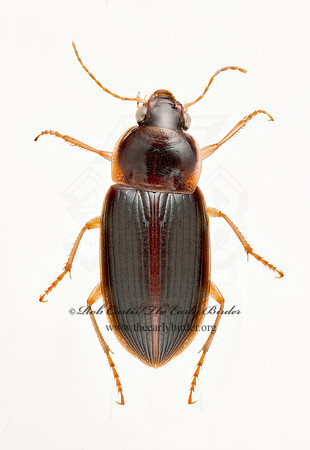 Notiobia terminata 9019926z