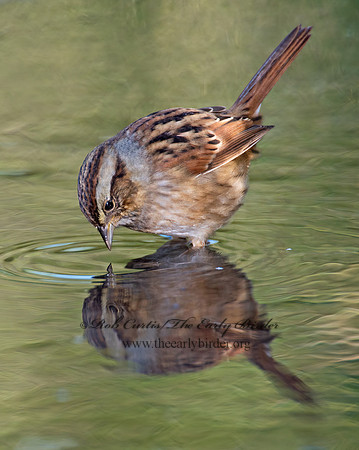 Melospiza georgiana  SWAMP SPARROW 9005807z