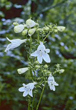 Penstemon digitalis  FOXGLOVE BEARDTONGUE 175322z