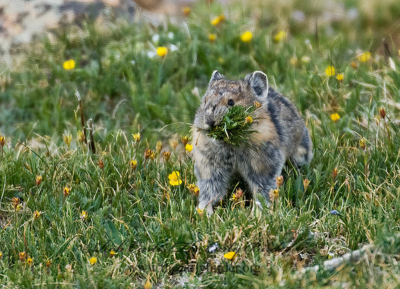 Ochotona princeps  AMERICAN PIKA 7010487z