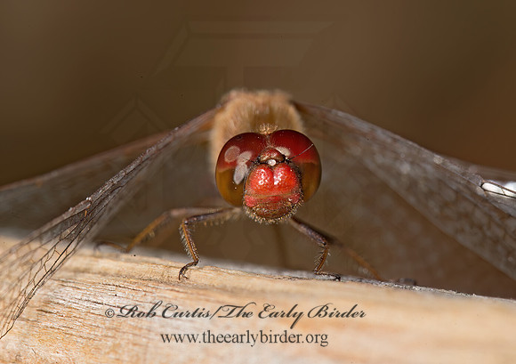 Sympetrum vicinum AUTUMN MEADOWHAWK 9026019z
