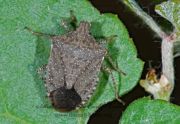 Euschistus biformis  BROWN STINKBUG 7008967 z