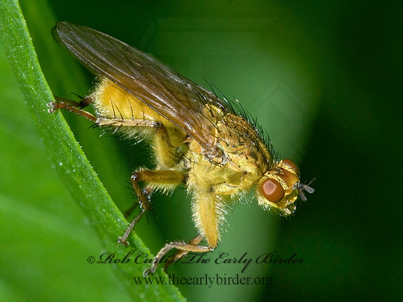Scathophaga stercoraria  DUNG FLY 7009394z