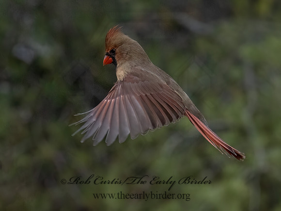 Cardinalis cardinalis NORTHERN CARDINAL 9092887z