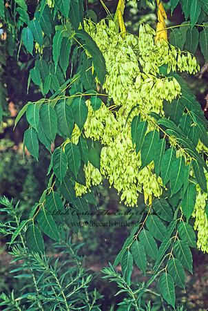 Cedrela sinensis  MOON TREE 1273824z