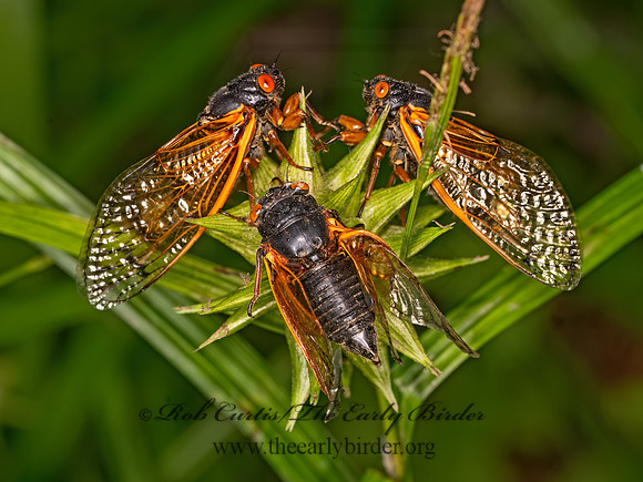 Magicicada cassinii CASSINI'S 17-YEAR CICADA 3043631z