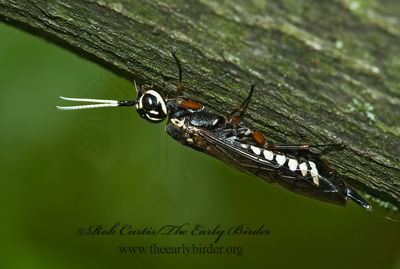 Xiphydria maculata 5008354z