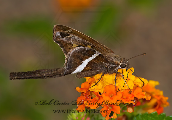 Chioides catillus  WHITE-STRIPED LONGTAIL  7006127z