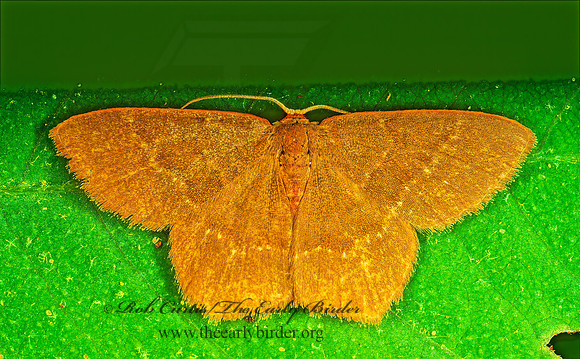 Nemoria bistriaria  RED-FRINGED EMERALD 172402-z