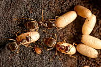 Lasius americanus CITRONELLA ANT 9080503z