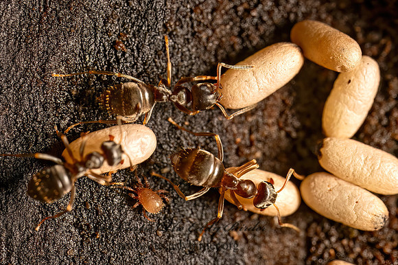 Lasius americanus CITRONELLA ANT 9080503z