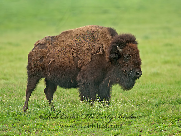 Bison bison  BISON 8028295z
