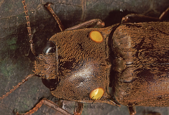 Pyrophorus 202718z