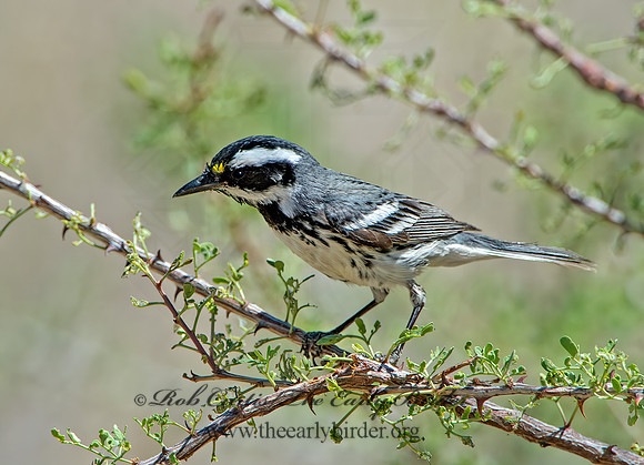 Setophaga nigrescens  BLACK-THROATED GRAY WARBLER 9056452z