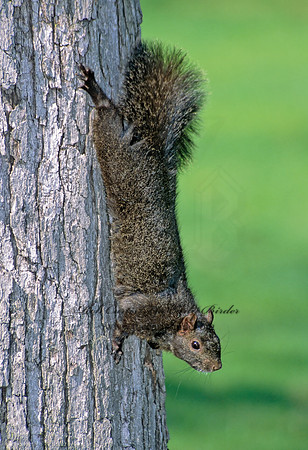 Sciurus carolinensis  EASTERN GRAY SQUIRREL 299135z