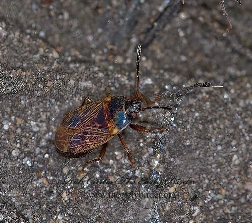 Cryphula trimaculata 6007847z