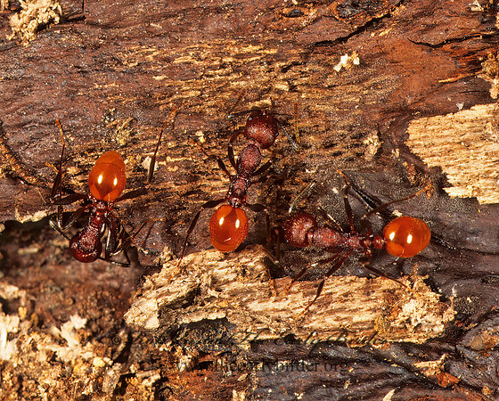 Aphaenogaster tennesseensis 1113509z