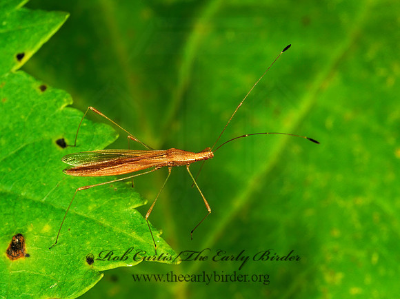 Neoneides muticus 1115115z