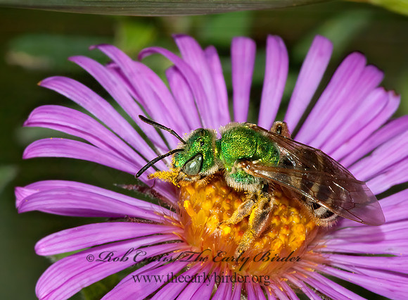 Agapostemon virescens  BICOLORED AGAPOSTEMON 5016127 z