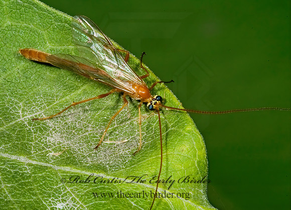 Enicospilus purgatus  OPHIONINAE ICHNEUMON 5015545z