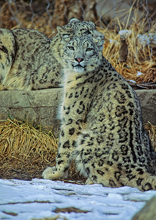 Uncia uncia  SNOW LEOPARD 118824z