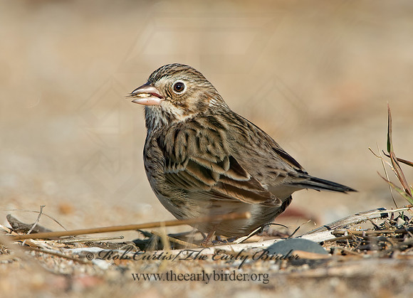 Pooecetes gramineus  VESPER SPARROW 9053831z
