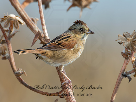 Melospiza georgiana  SWAMP SPARROW 9015204z
