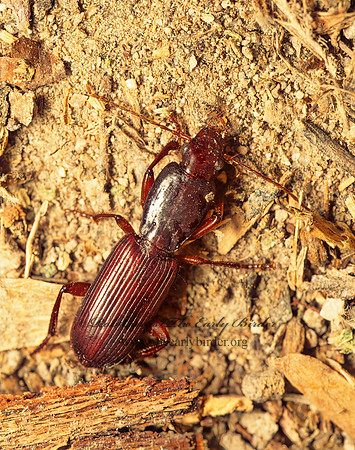 Stenomorphus californicus rufipes 70928z