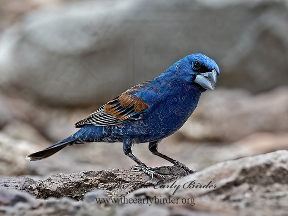Guiraca caerulea  BLUE GROSBEAK 3037286z
