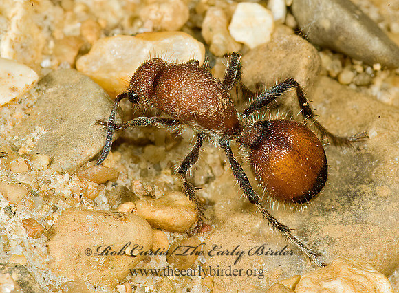 Dasymutilla lepeletierii 5014429z