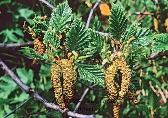 Alnus viridis  GREEN ALDER 237520z