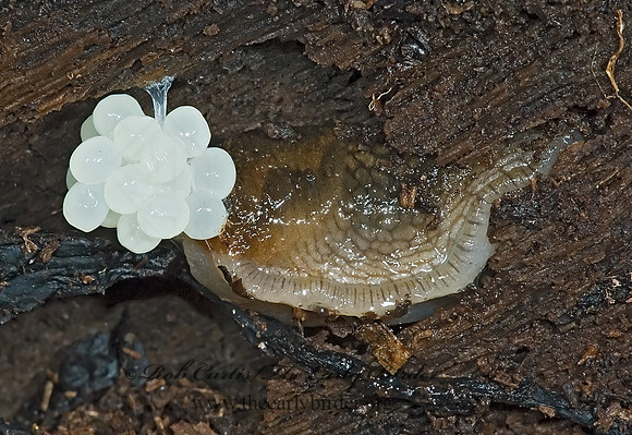 Arion fasciatus 5002759z