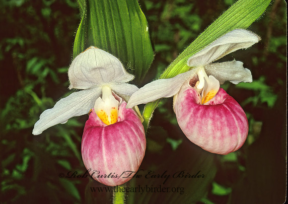 Cypripedium reginae  SHOWY LADY'S SLIPPER 95513z