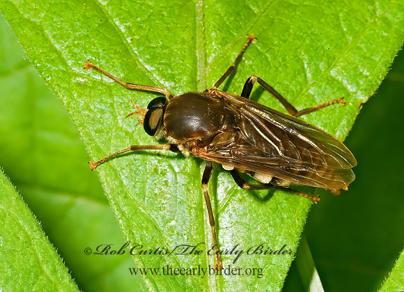 Coenomyia ferruginea XYLOPHAGID FLY 8014262z