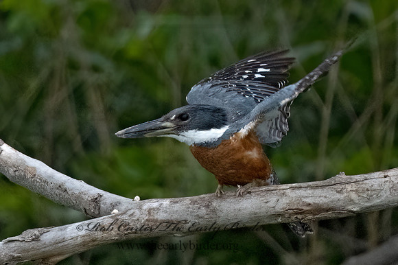 Ceryle torquata  RINGED KINGFISHER 3036129z
