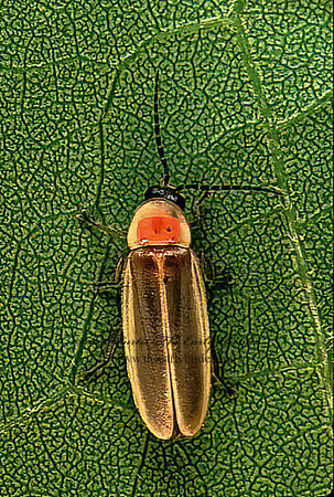 Photinus  FIREFLY 178417z