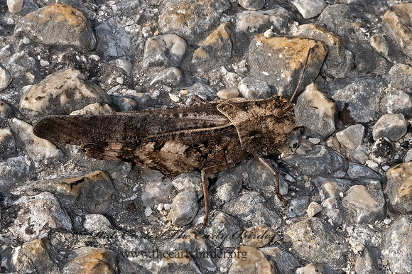 Arphia  BAND-WINGED GRASSHOPPER 3035890z