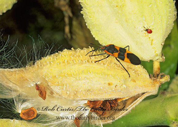 Oncopeltus fasciatus  LARGE MILKWEED BUG 213326z