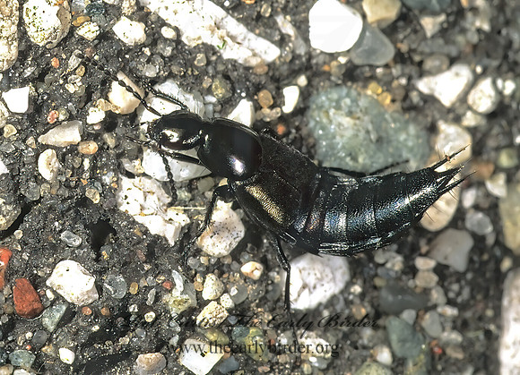 Phillonthus 1113217z