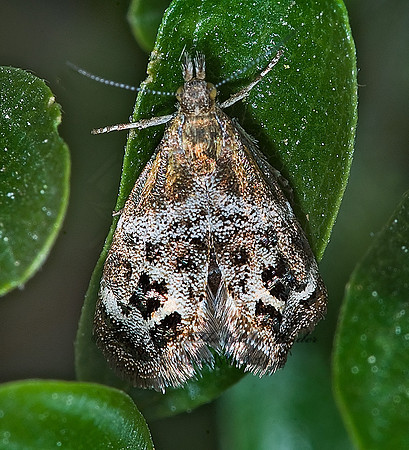 Tebenna gnaphaliella  EVERLASTING TEBENNA MOTH  7010214~