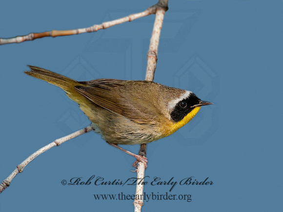 Geothylpis trichas  COMMON YELLOWTHROAT 3007680z