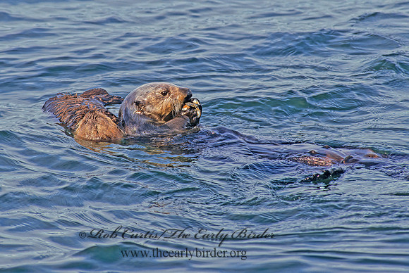 Enhydra lutris kenyoni  NORTHERN SEA OTTER 225319 z